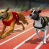 racing dog simulator crazy dog racing games